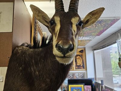 African Sable Antelope Taxidermy Shoulder Mount - Large Trophy Horns - Excellent