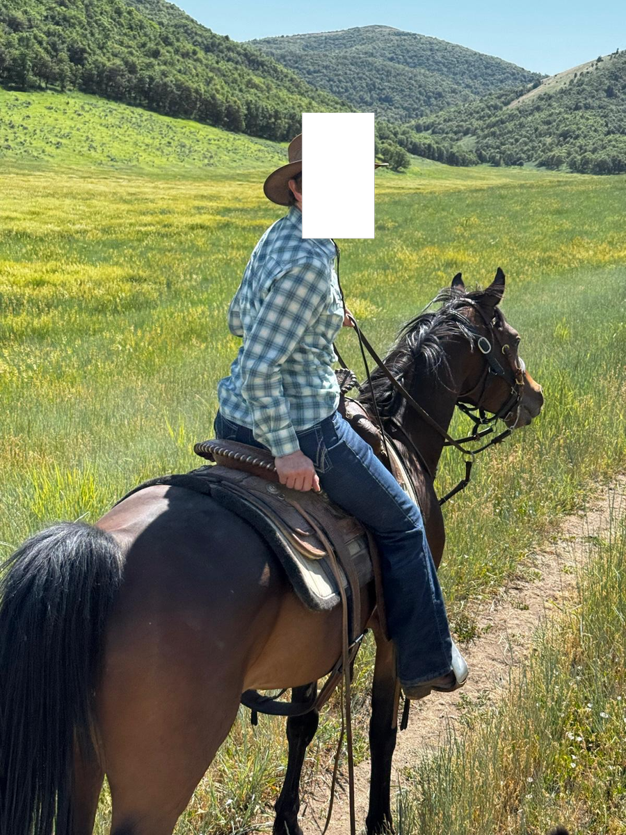 12 year old Purebred Arabian Gelding