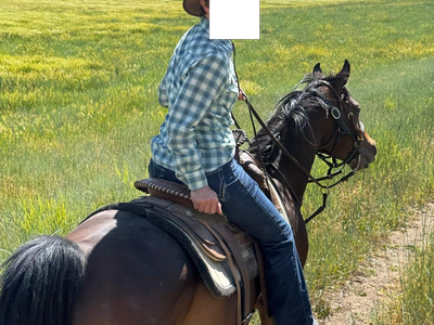 12 year old Purebred Arabian Gelding