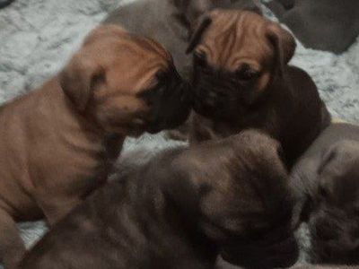 Easter cane corso puppies