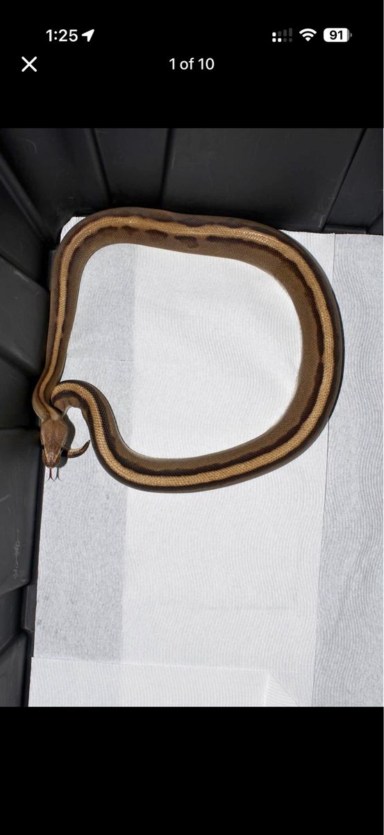 Multiple Ball Pythons, reticulated 