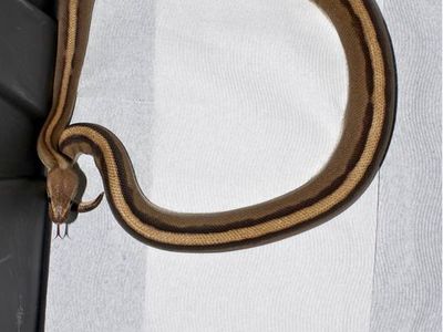 Multiple Ball Pythons, reticulated