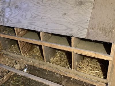 Chicken Nest Box