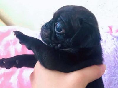 We Have Pugs & Chugs Available!