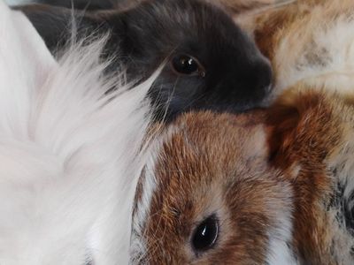 7 cute little April bunnies to good homes