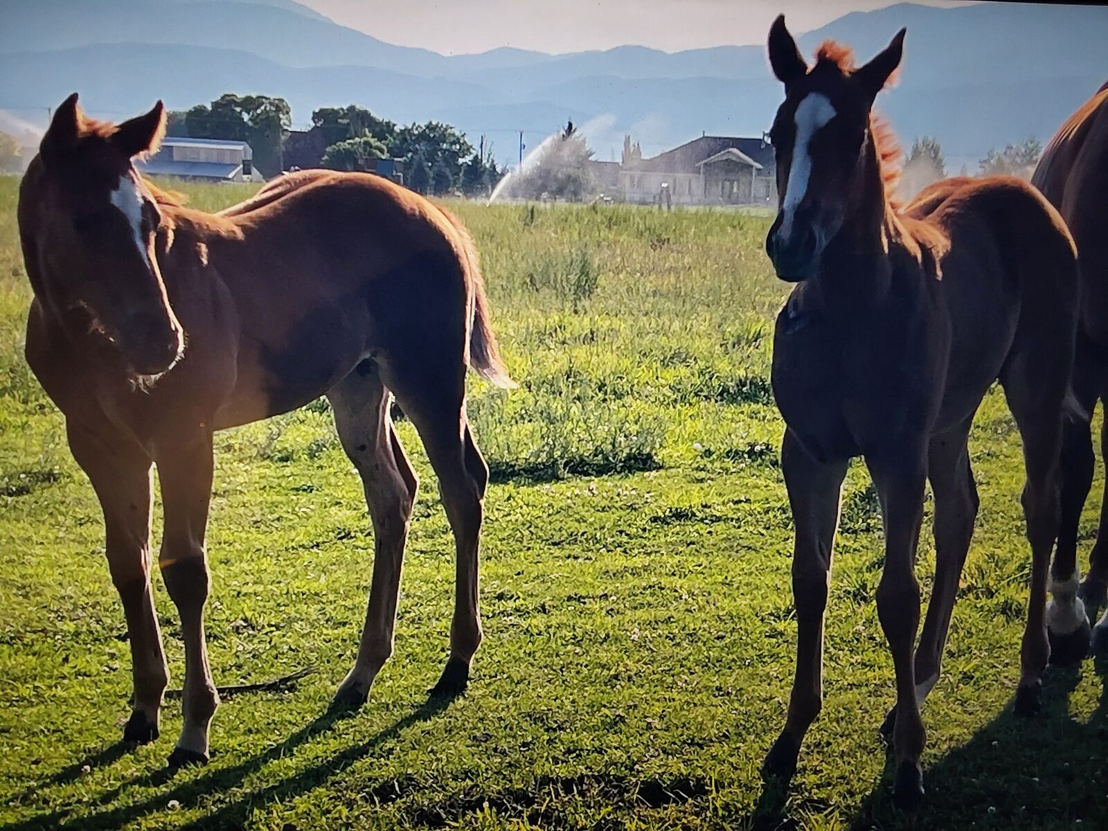 Two beautiful coming yearling fillies super well bred