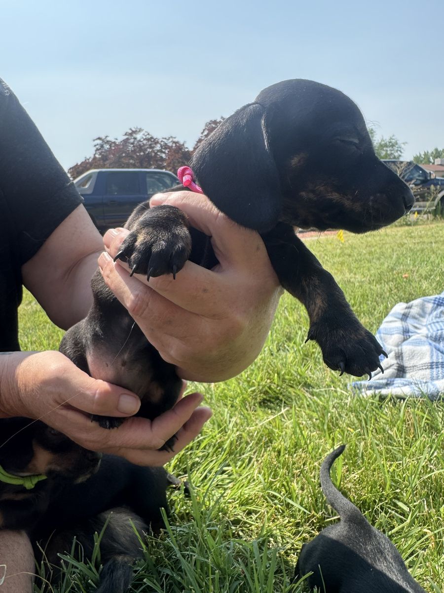 Dachshund Puppies - Various Colors