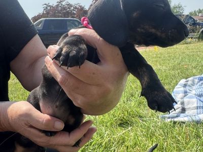 Dachshund Puppies - Various Colors