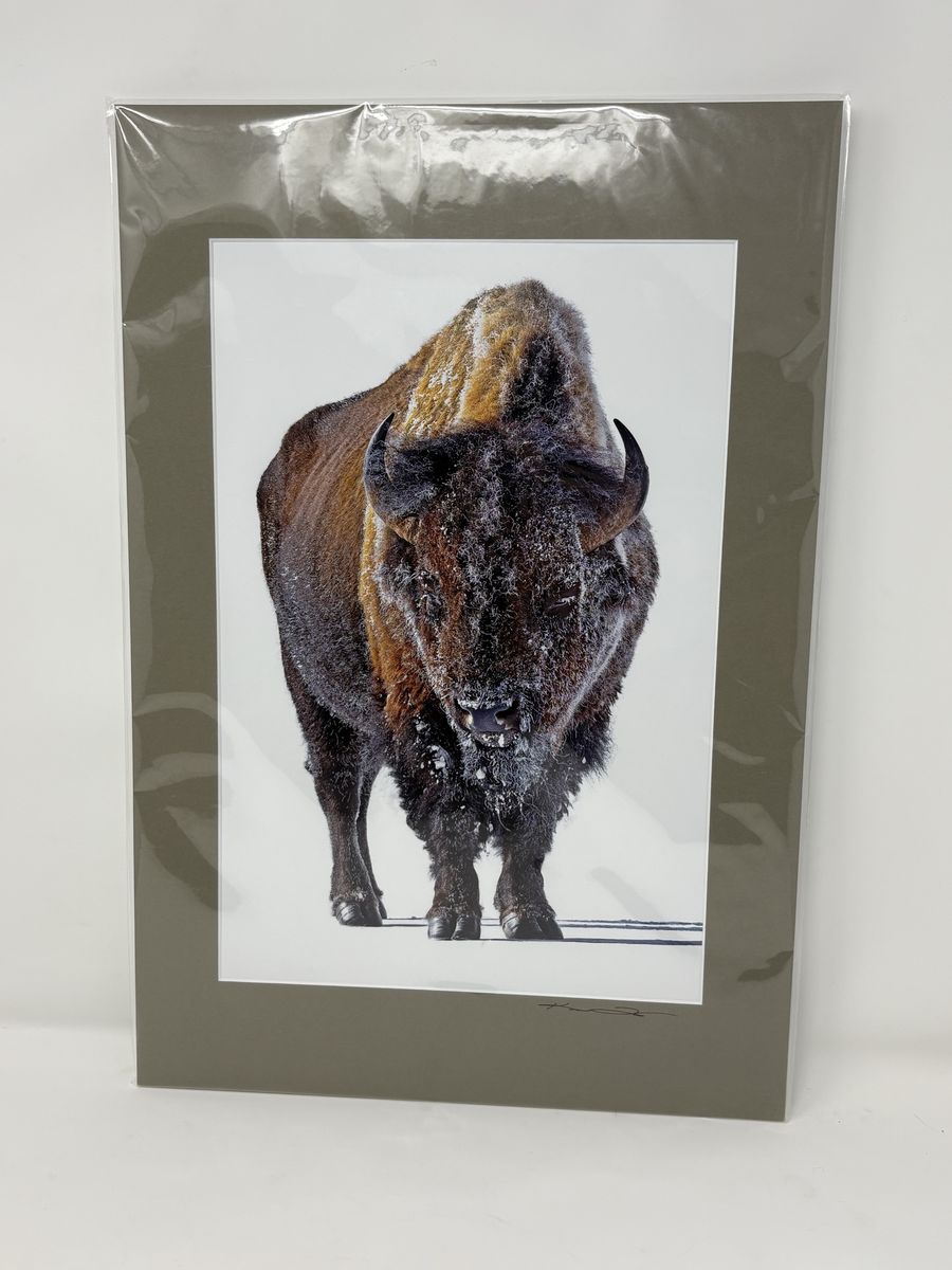 Ken Takata Bison Wall Art Print 16x20
