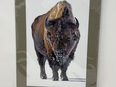 Ken Takata Bison Wall Art Print 16x20