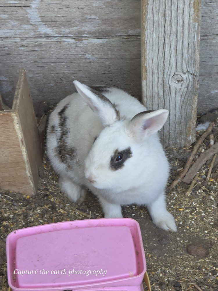 rabbits