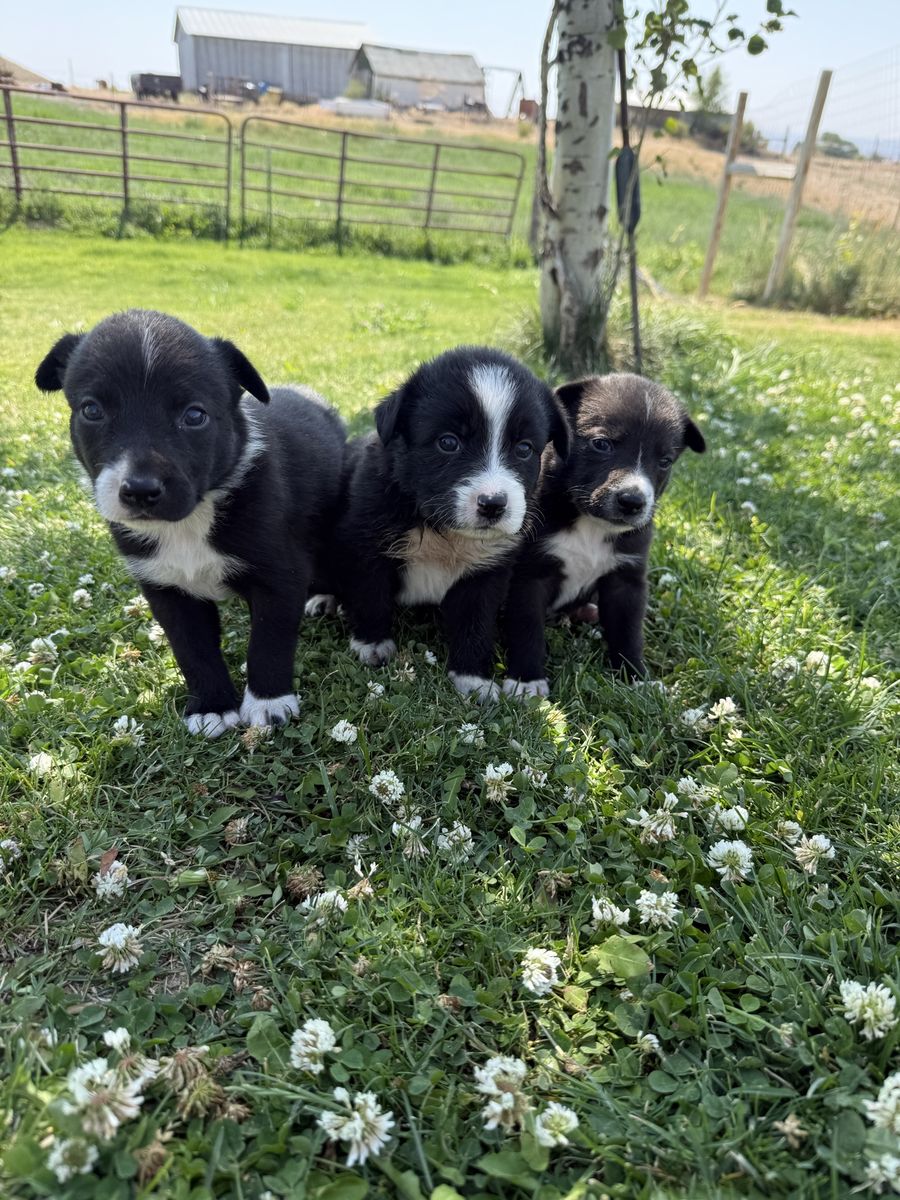 Border Collie Puppies for Sale