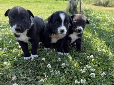 Border Collie Puppies for Sale
