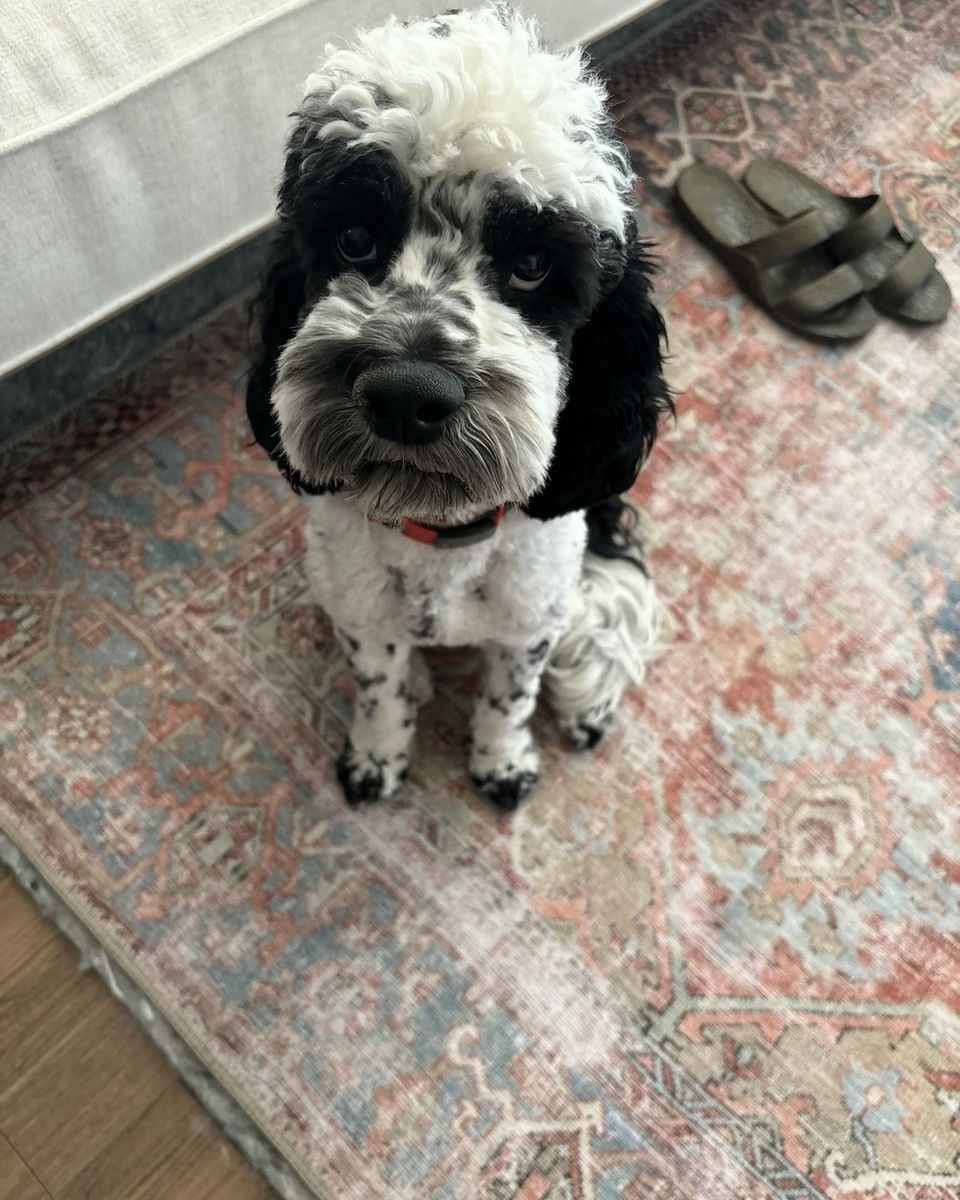Cockapoo Portuguese water dog mix!!