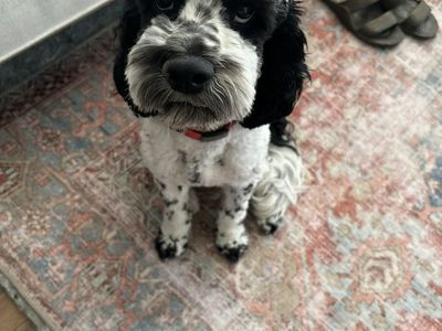 Cockapoo Portuguese water dog mix!!