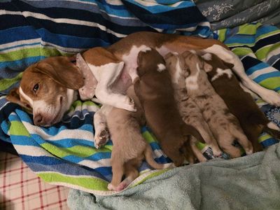 Aussie Beagle Puppies