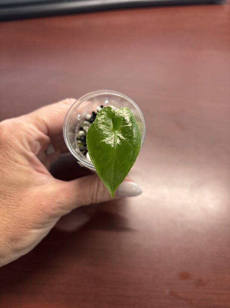 Alocasia Ebony Starter Plant Pup