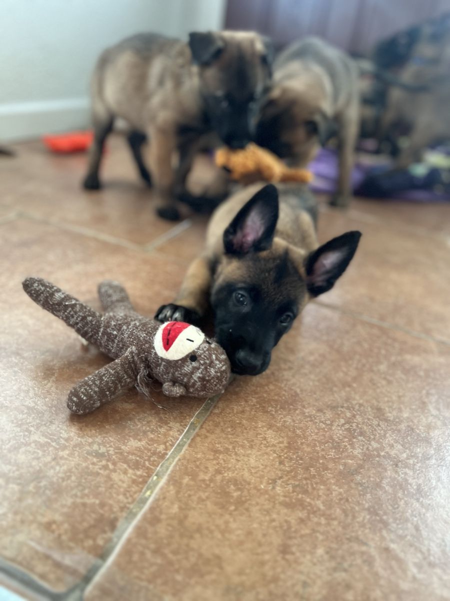 **100 % Belgium Malinois Puppy’s**