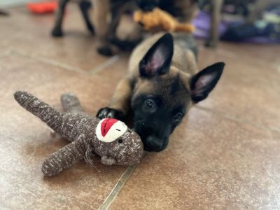 **100 % Belgium Malinois Puppy’s**