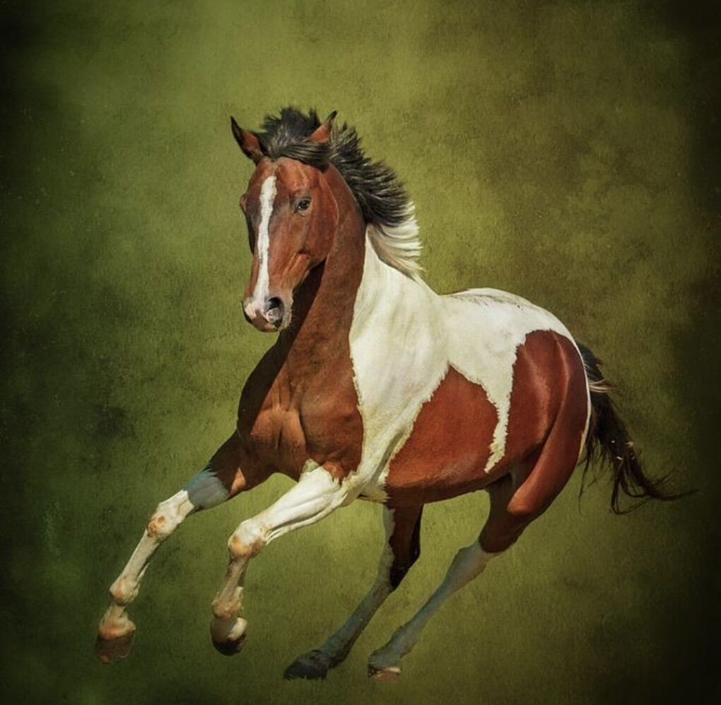 ISO-- Well-mannered Sound Horse