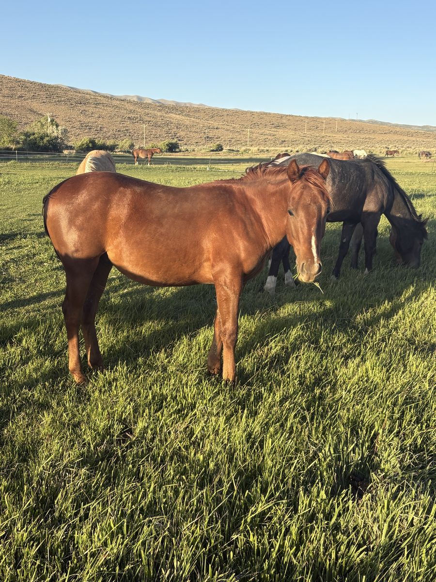 AQHA yearling Gelding