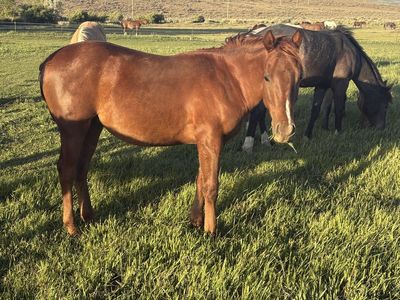 AQHA yearling Gelding