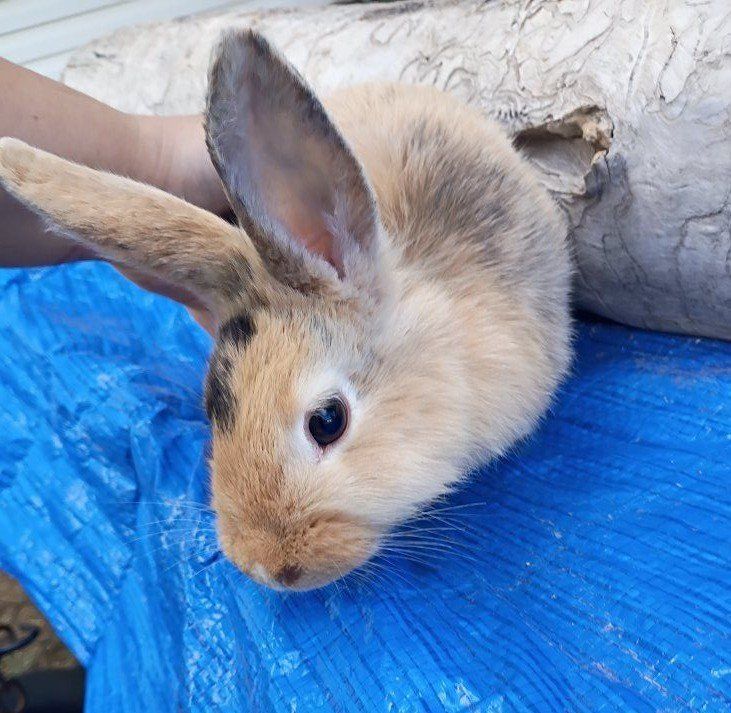 New Zealand/ Rex harlequin doe