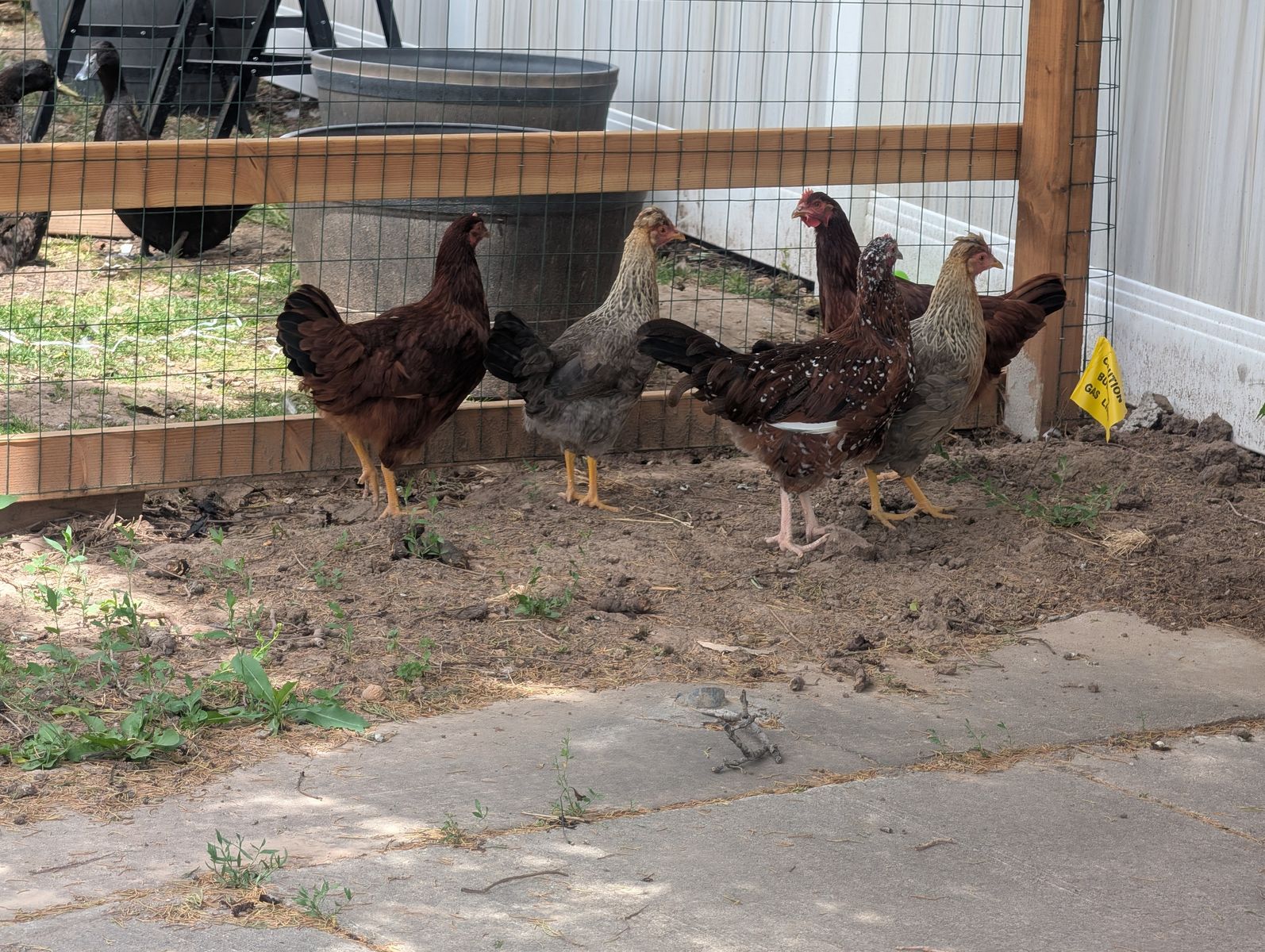 5 female chickens