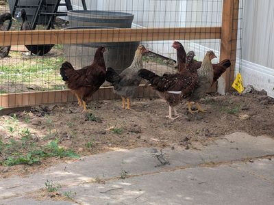5 female chickens