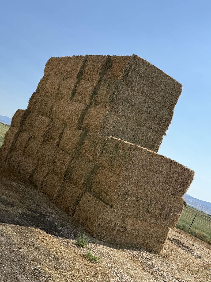 Alfalfa Hay Bales