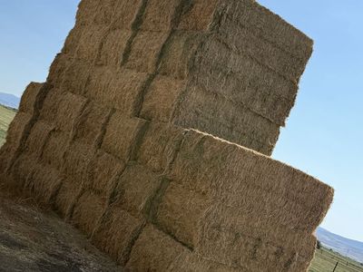 Alfalfa Hay Bales