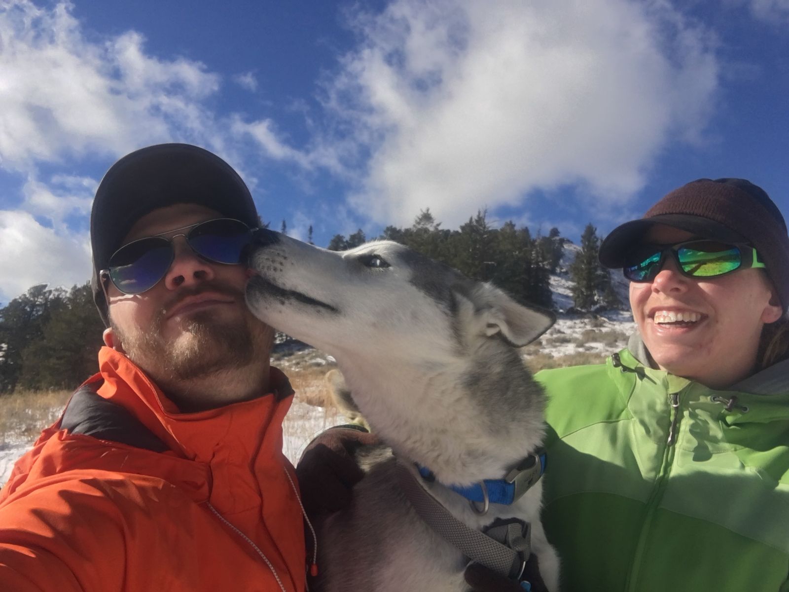 Need to Re-Home a Male & Female Siberian Huskies