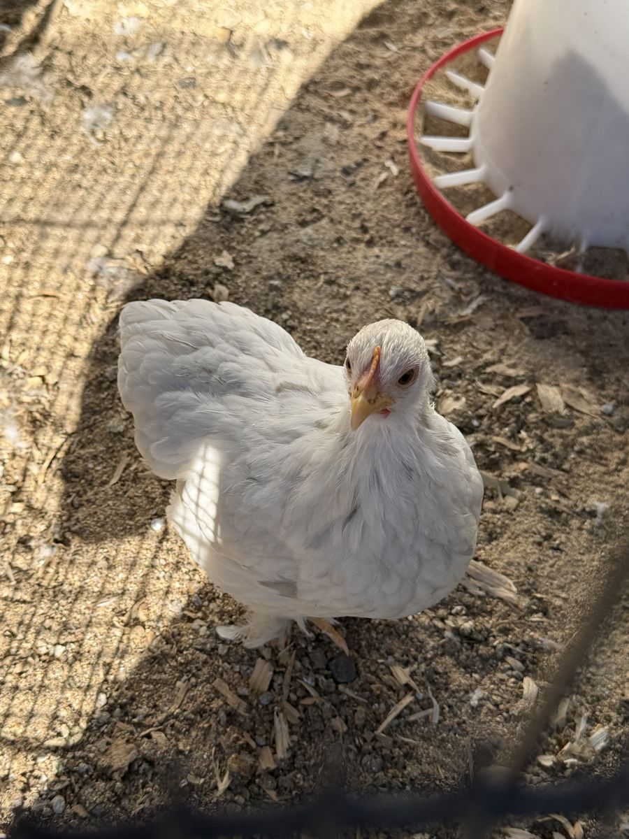 Mottled Bantam Cochin Trio