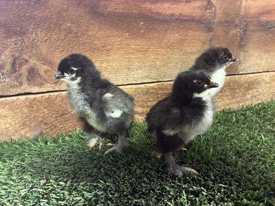 Black Giant Cochin Chicks