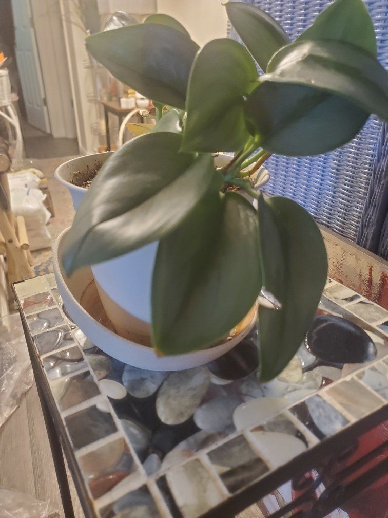 Peperomia Green Houseplant - 4" Pot - Easy Care Tropical Home Decor