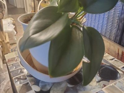 Peperomia Green Houseplant - 4" Pot - Easy Care Tropical Home Decor