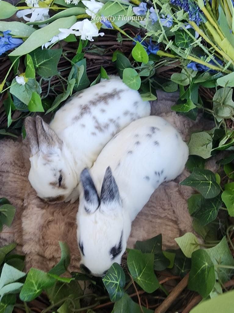 Broken Castor and Broken Black Standard Rex Does