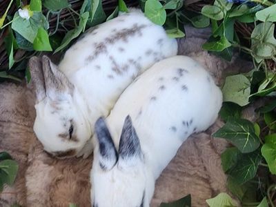 Broken Castor and Broken Black Standard Rex Does