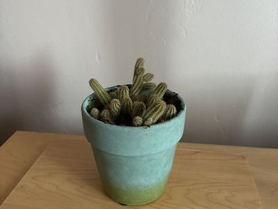 Cactus plant