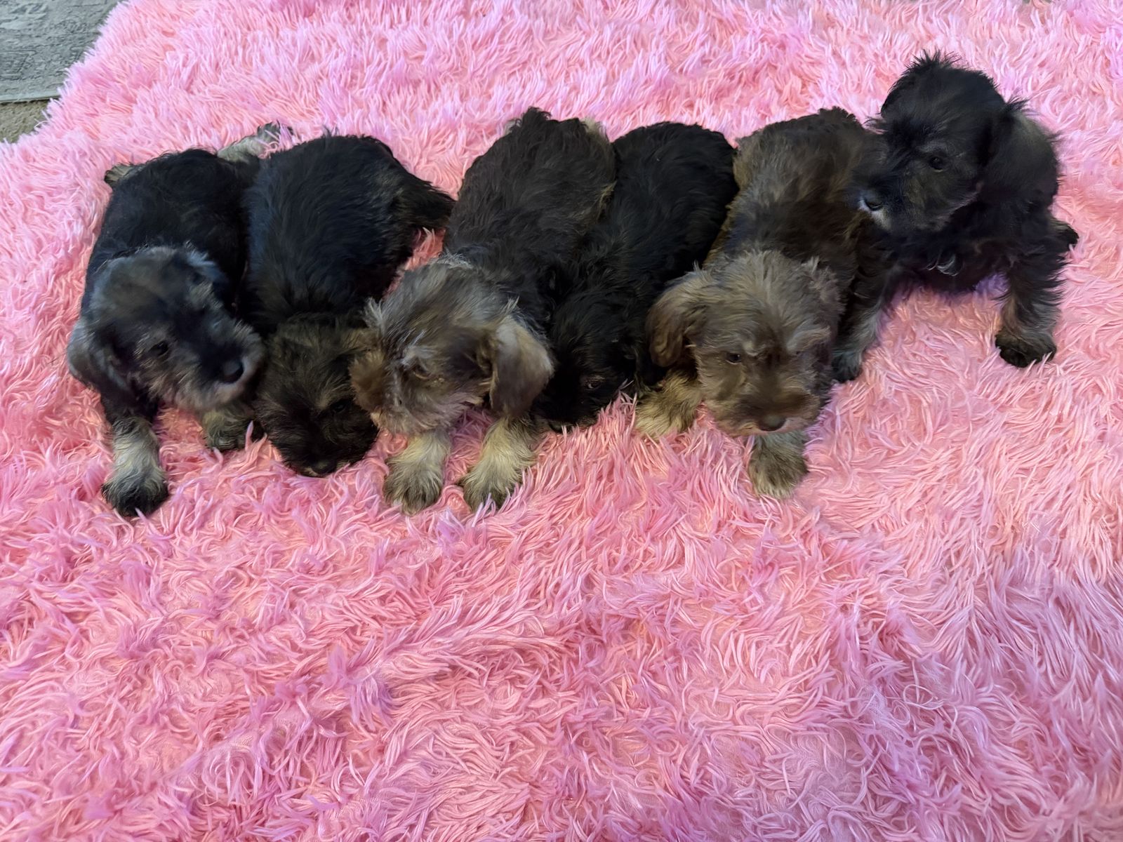 Mini schnauzer poppy’s $600
