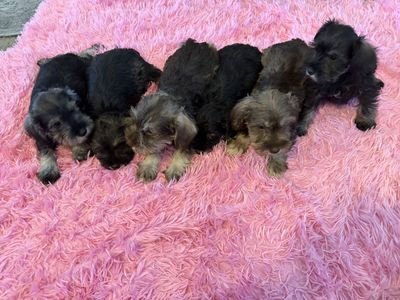 Mini schnauzer poppy’s $600