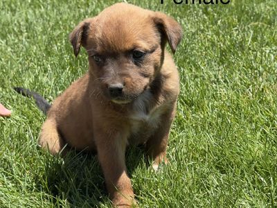 Heeler Aussie pups