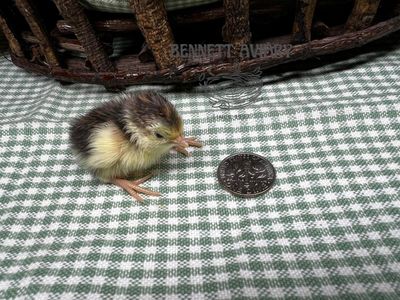 Button Quail Chicks