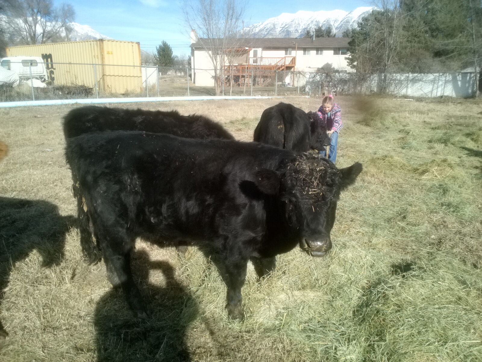 Dexter cow/calf/bull