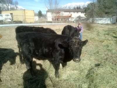 Dexter cow/calf/bull