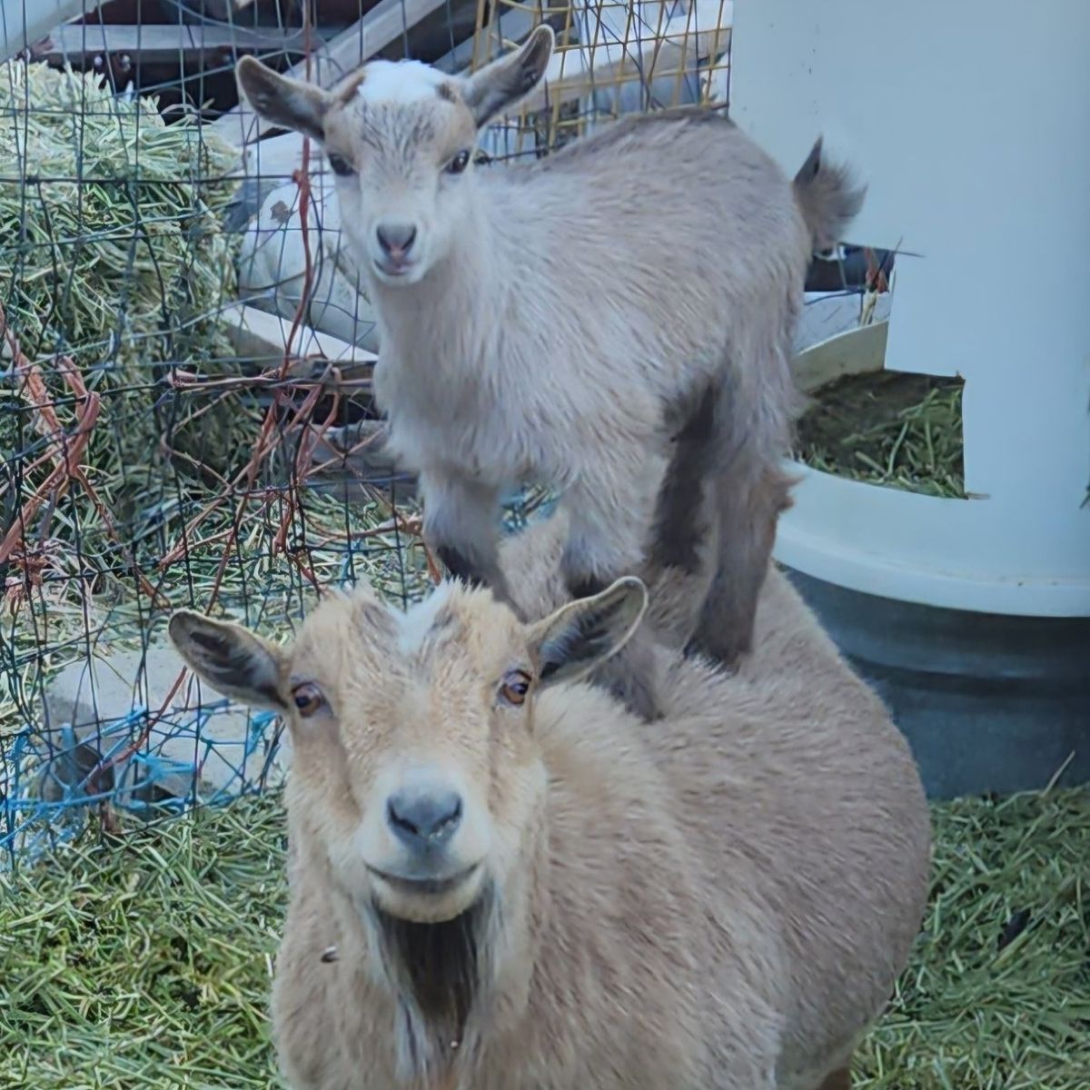 Nigerian Dwarf Bucklings