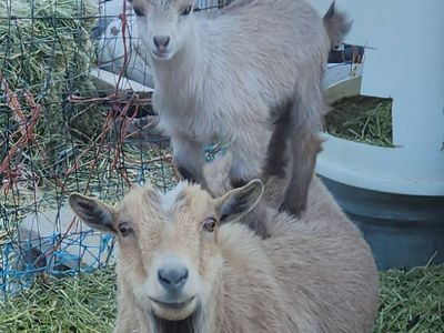 Nigerian Dwarf Bucklings