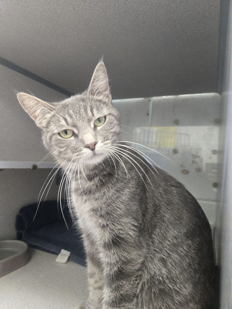 A164260 Stormie is Available for Adoption!