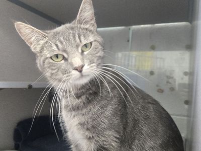 A164260 Stormie is Available for Adoption!