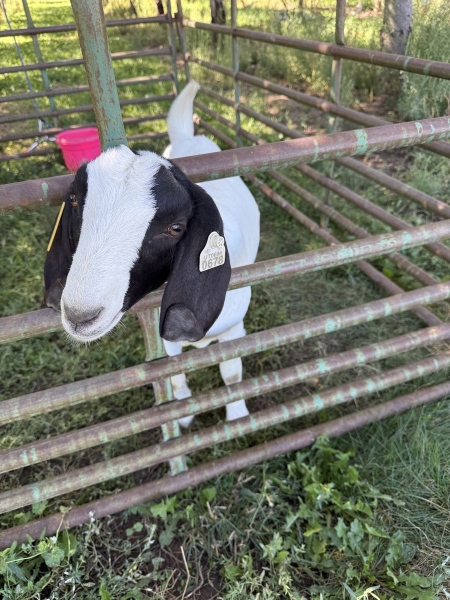 Boer Goats